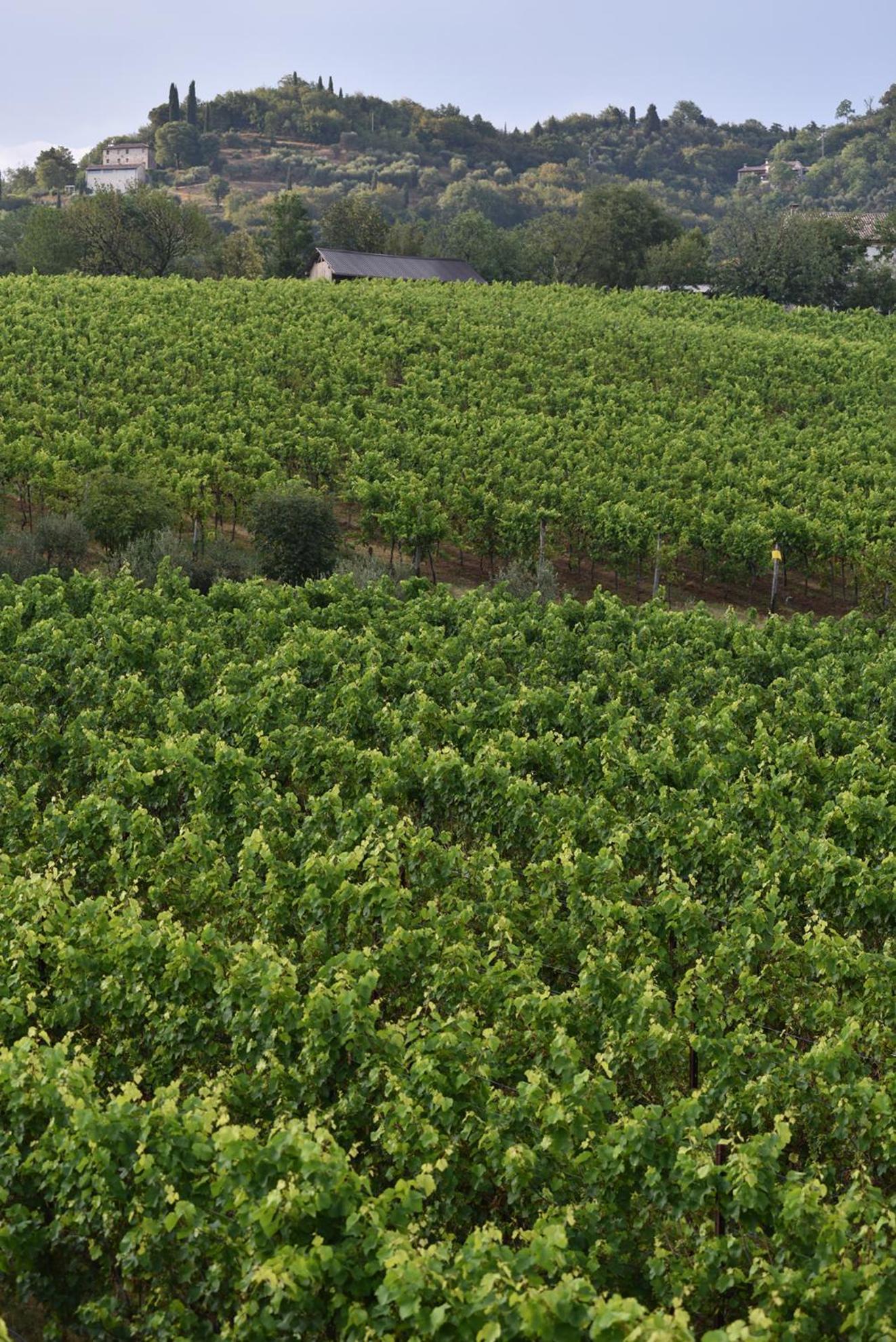Progress Country & Wine House Lejlighedshotel Asolo Eksteriør billede